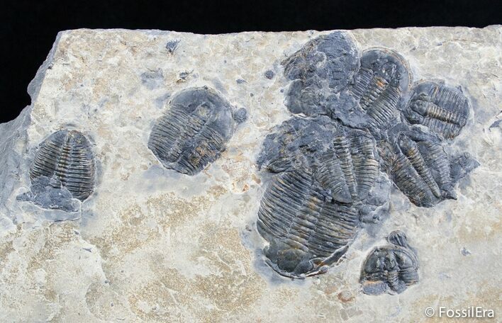 Elrathia Trilobite Cluster #2932